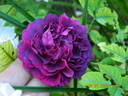 Cardinal de Richelieu rose photo