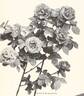 Général Jacqueminot rose photo