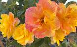 SOS Children's Rose rose photo