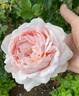 Ambridge Rose ® rose photo