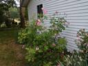 Autumn Damask rose photo