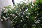 Alister Stella Gray rose photo