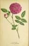 A pétales frangées rose photo