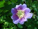 R. nutkana rose photo