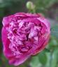 Inspecteur Lavergne peony photo