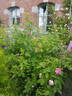 Salet rose photo