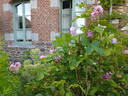 Salet rose photo
