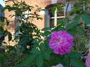 Salet rose photo