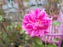 Salet rose photo