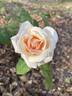 Safrano rose photo