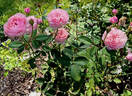 The Alnwick Rose rose photo