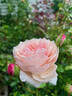 The Alnwick Rose rose photo