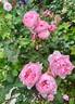 The Alnwick Rose rose photo