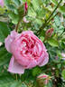 The Alnwick Rose rose photo