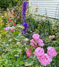 The Alnwick Rose rose photo