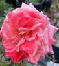 Chic rose photo