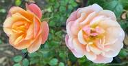 Denver's Dream™ rose photo