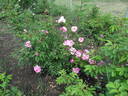 BCG2 rose photo