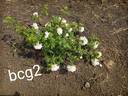 BCG2 rose photo