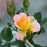 Peach Drift ® rose photo