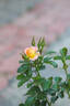 Peach Drift ® rose photo