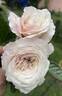 Pure Perfume ™ rose photo