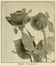 Hadley rose photo