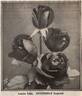 Luise Lilia rose photo