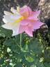 Ràdio rose photo