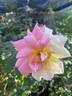 Ràdio rose photo