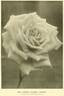 Kaiserin Auguste Viktoria rose photo
