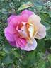 Ràdio rose photo