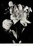Countess of Warwick peony photo