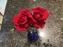 Pharaoh rose photo