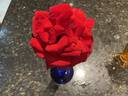 Pharaoh rose photo