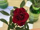 George Best rose photo