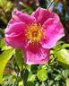 Anemone rose photo