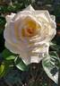Jardins de Bagatelle® rose photo