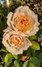 Gruss an Aachen rose photo