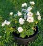 Icecap™ rose photo