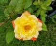 Judy Garland rose photo