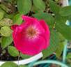 Kirsten Poulsen rose photo