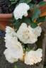 White Meidiland rose photo