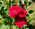 Red Cascade rose photo