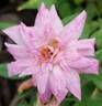 Rouletii rose photo