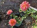 Apricot Queen rose photo
