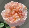 Evelyn ™ rose photo