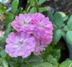 Pretty Polly Lavender™ rose photo