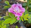 Burgundian Rose rose photo