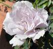 Blue Vague rose photo